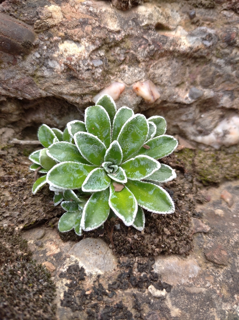 Saxifraga catalaunica Boiss. & Reut.
