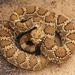 Mojave Rattlesnake - Photo (c) Brian J Smith, some rights reserved (CC BY-NC), uploaded by Brian J Smith