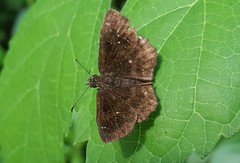 Staphylus ascalon