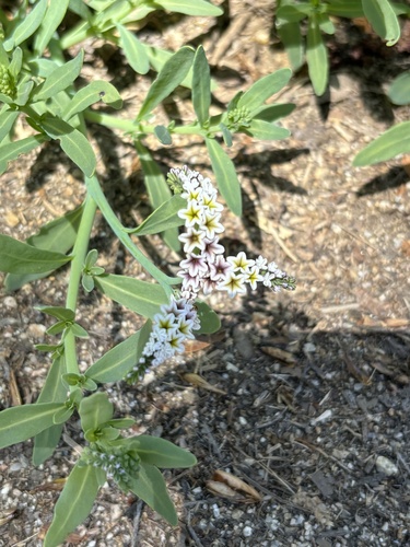 iNaturalist observation photo of alkali heliotrope