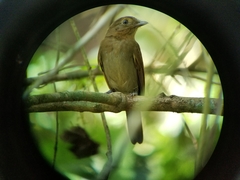 Schiffornis stenorhyncha