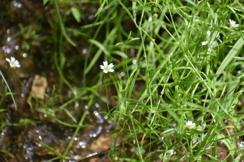 Godfrey's stitchwort (Minuartia godfreyi)