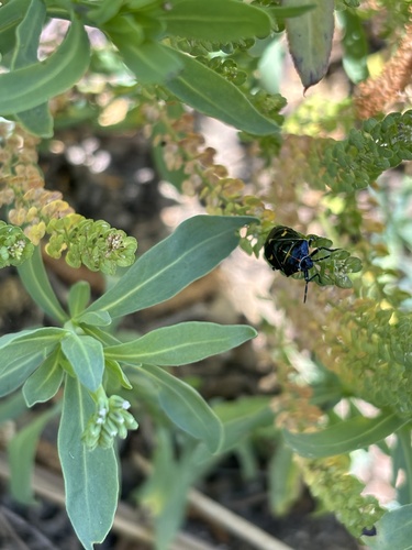 iNaturalist observation photo of Harlequin Bug
