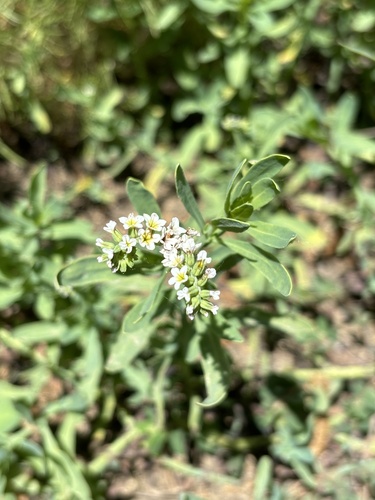 iNaturalist observation photo of alkali heliotrope