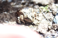 Pleurodema marmoratum