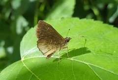 Staphylus ascalon