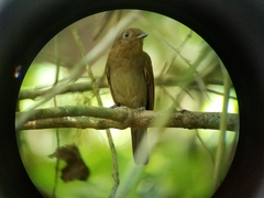 Schiffornis stenorhyncha