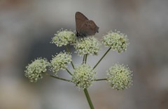 Perideridia californica