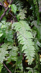 Hymenasplenium pseudobscurum