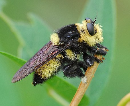 Southern Bee-Killer