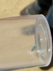 Graphocephala atropunctata