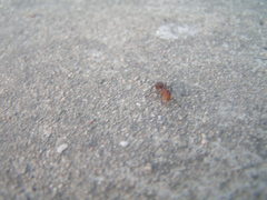 Camponotus rectangularis