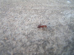 Camponotus rectangularis