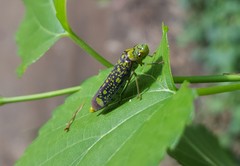 Aulacizes conspersa