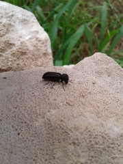 Apatides fortis