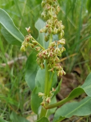 Rumex venosus