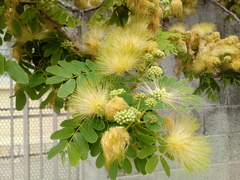 Albizia lebbeck