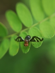 Xenopterella beameri