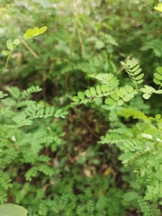 Xenopterella beameri