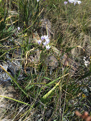 Triteleia peduncularis