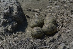 Recurvirostra americana