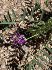Astragalus allochrous