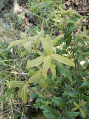 Quercus laurina