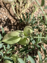 Astragalus allochrous