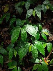 Elatostema cyrtandrifolium
