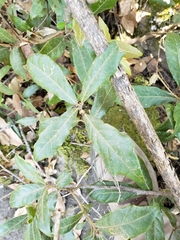 Quercus laurina