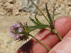 Trifolium mucronatum