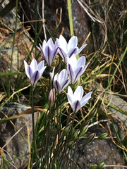 Triteleia peduncularis