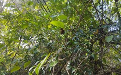 Hypna clytemnestra huebneri