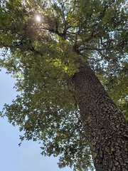Quercus laurina