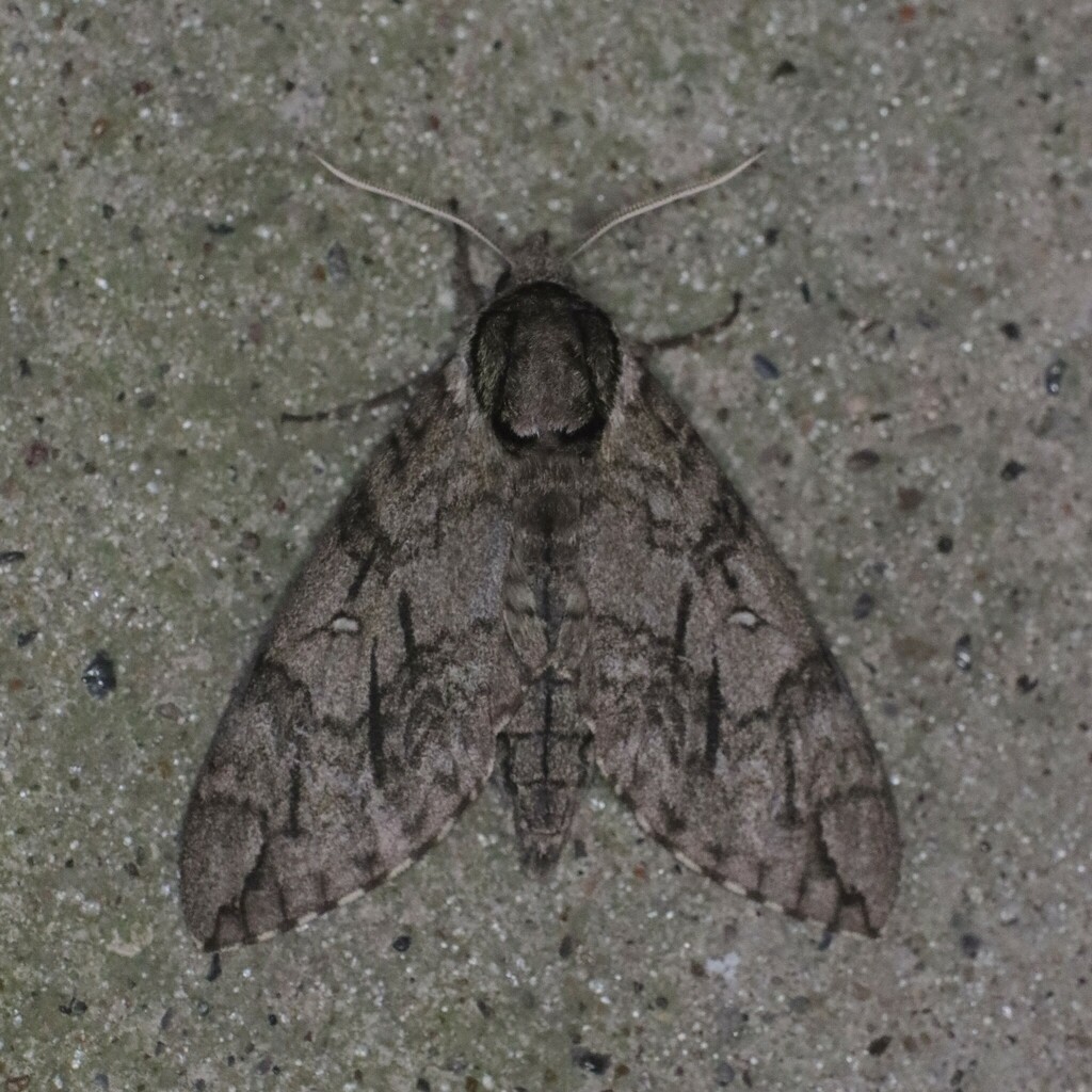 Waved Sphinx from Texas City, TX, USA on May 3, 2024 at 11:07 PM by ...