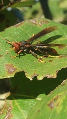 Polistes ferreri