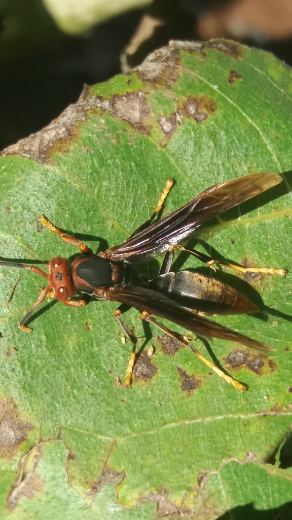 Polistes ferreri