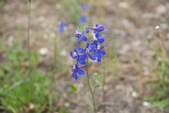 Delphinium bicolor