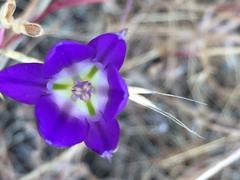 Brodiaea elegans elegans