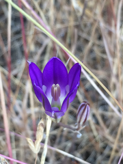 Brodiaea elegans elegans