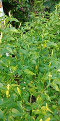 Capsicum frutescens