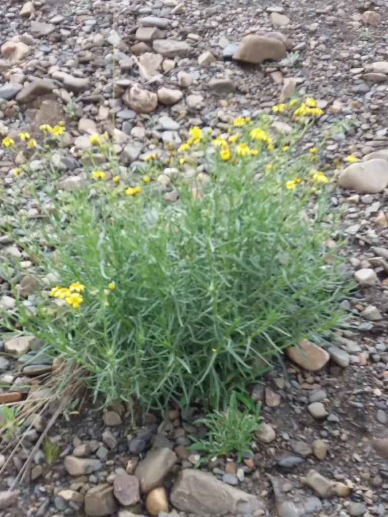 Senecio clivicola
