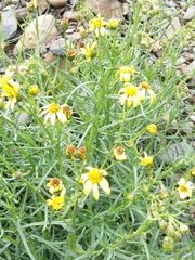Senecio clivicola