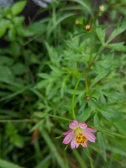 Cosmos caudatus