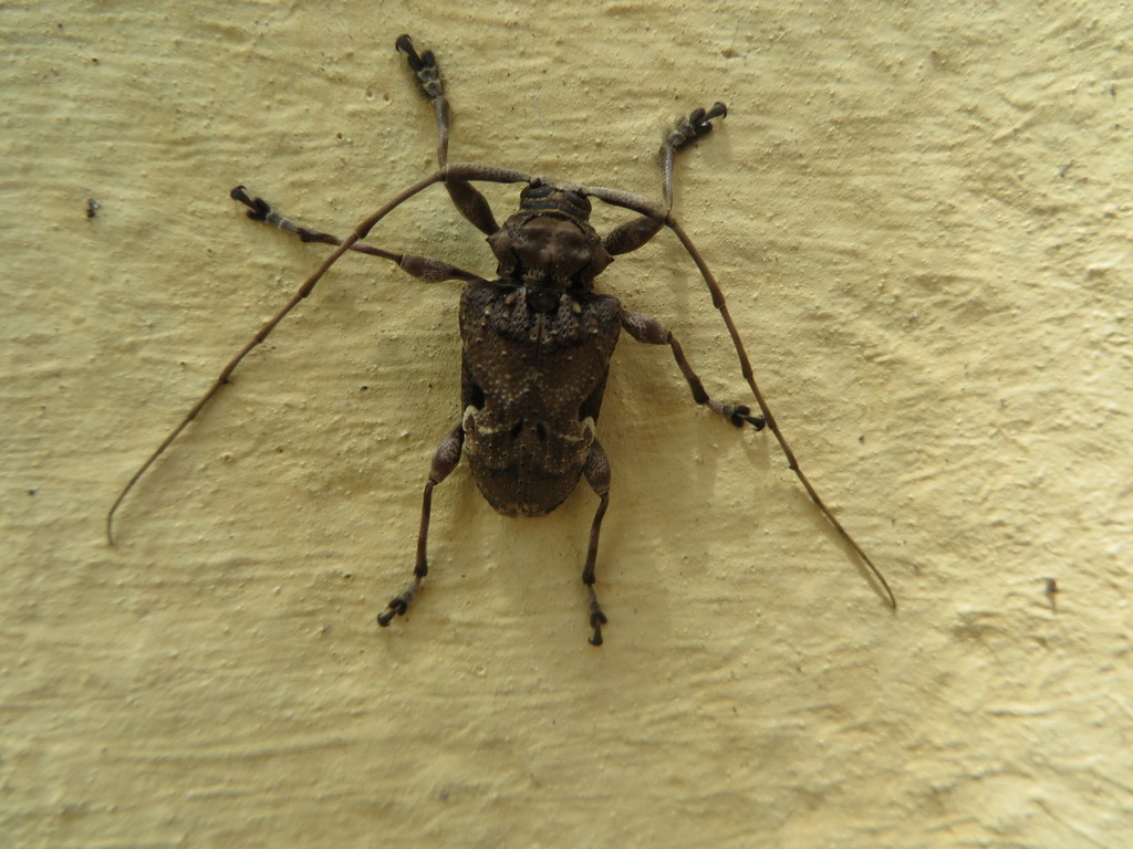 Lagocheirus araneiformis stroheckeri