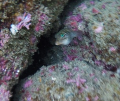 Canthigaster punctatissima