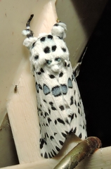 Kamalia australis