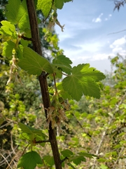 Ribes ciliatum