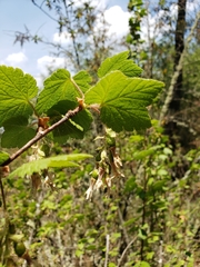 Ribes ciliatum