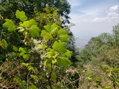 Ribes ciliatum